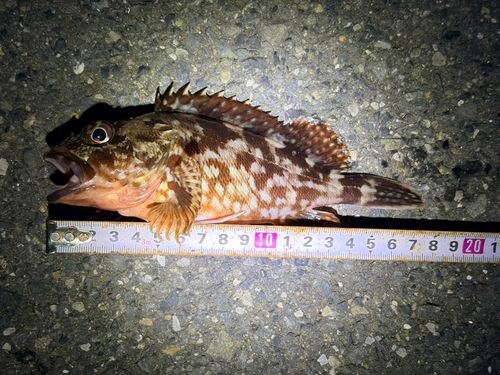 カサゴの釣果