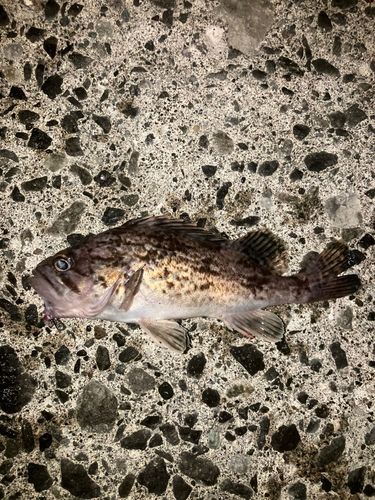 ソイの釣果