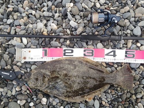 ヒラメの釣果