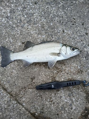 セイゴ（ヒラスズキ）の釣果