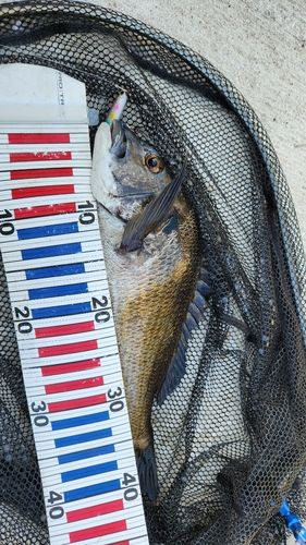 チヌの釣果