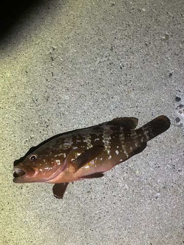 キジハタの釣果