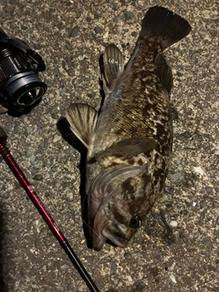 クロソイの釣果