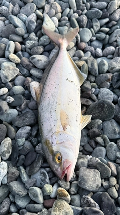 ショゴの釣果