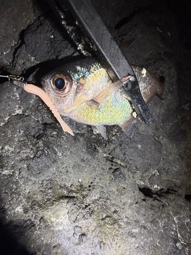 ハタンポの釣果