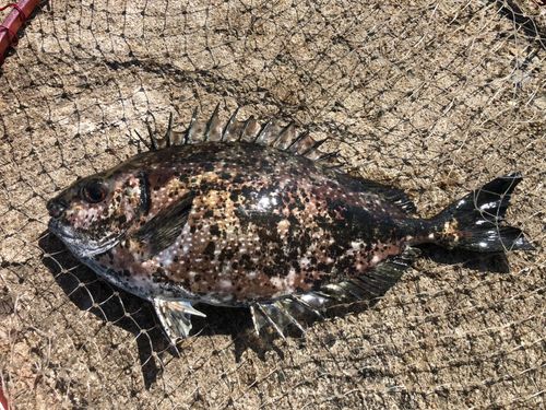 バリの釣果