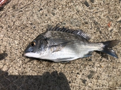 ボラの釣果