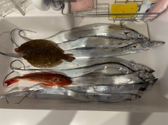 タチウオの釣果