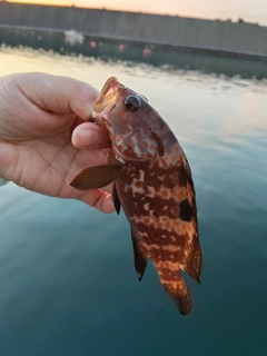 キジハタの釣果