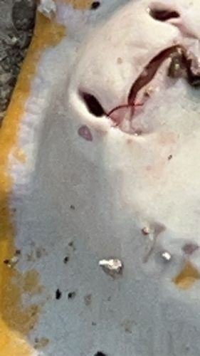エイの釣果