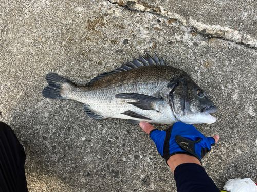 チヌの釣果