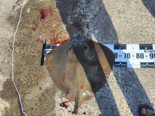 アカエイの釣果