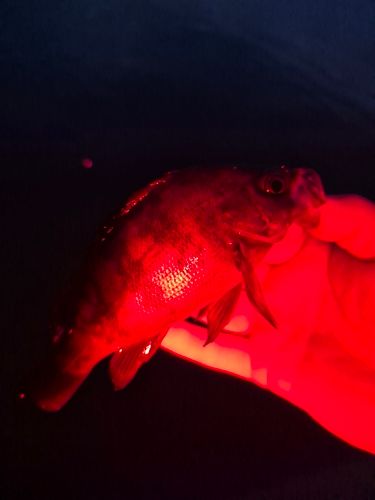 メバルの釣果