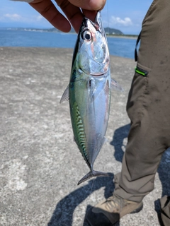 ソウダガツオの釣果