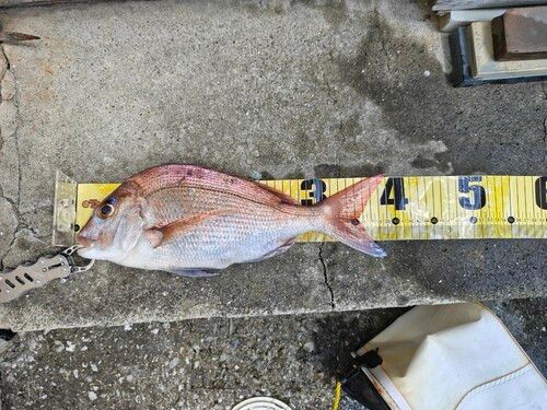 タイの釣果