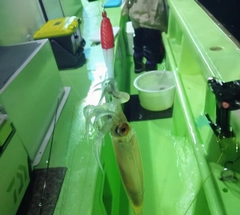 ムギイカの釣果