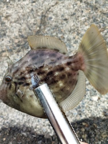 カワハギの釣果