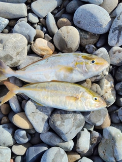 ネイリの釣果