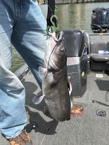 アメリカナマズの釣果