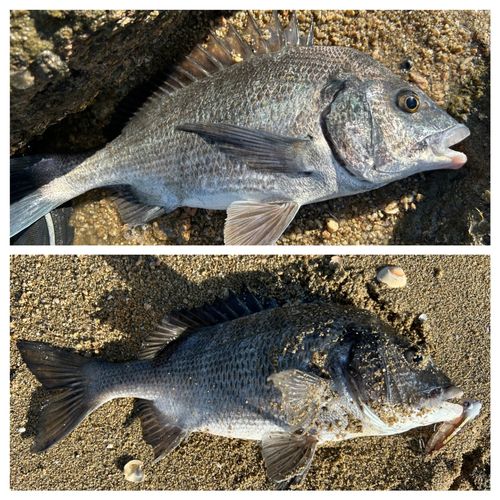 チヌの釣果