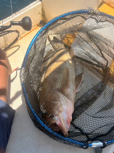 釣果