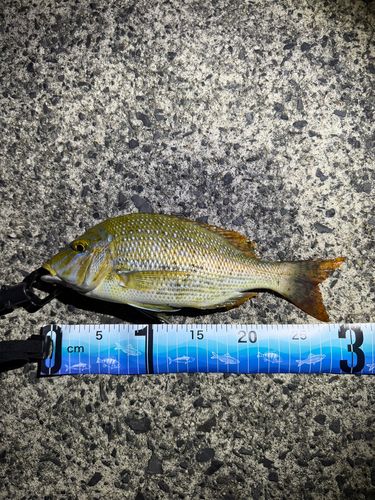タマンの釣果
