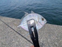 カイワリの釣果