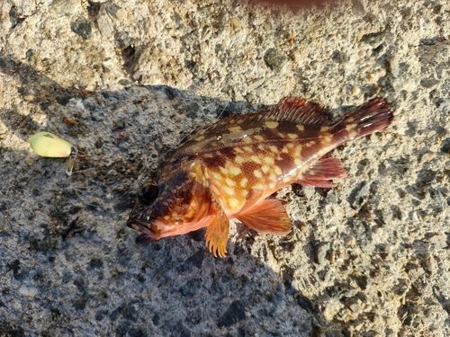 カサゴの釣果