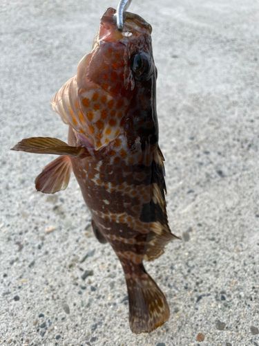 キジハタの釣果