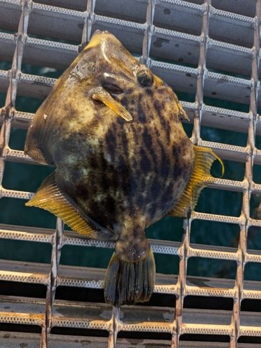 カワハギの釣果