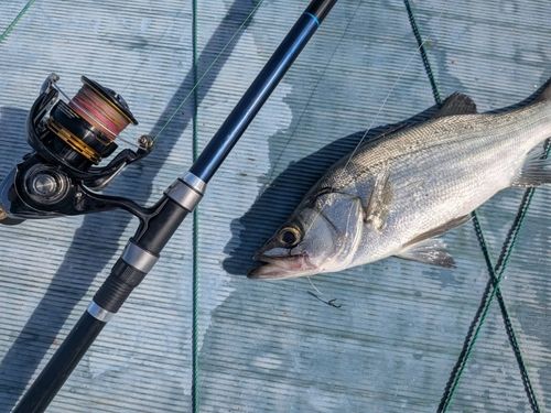 ヒラスズキの釣果