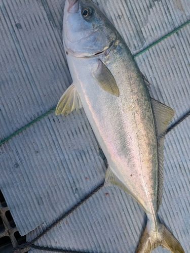 ヤズの釣果