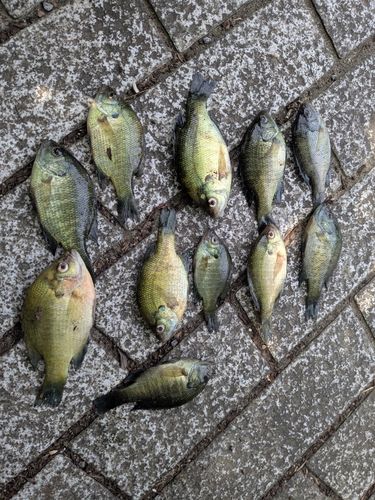 ブルーギルの釣果