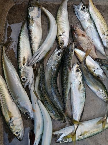サバの釣果