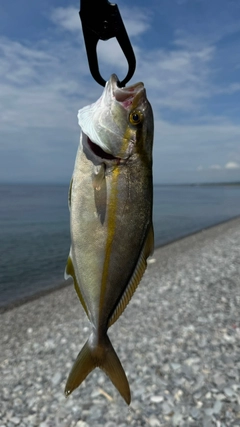 ショゴの釣果