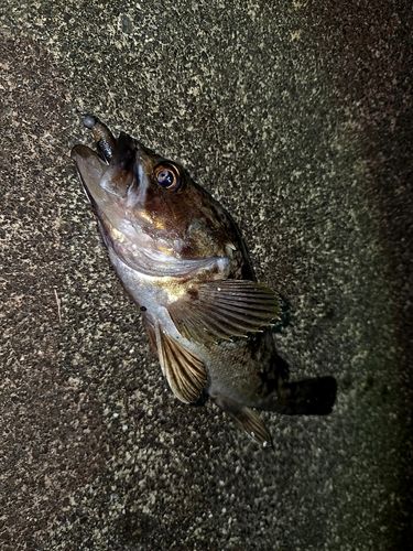 クロソイの釣果