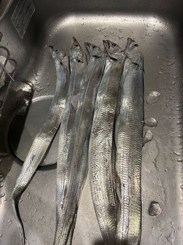タチウオの釣果