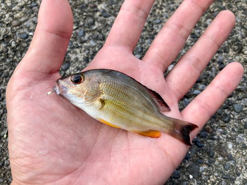 オキフエダイの釣果