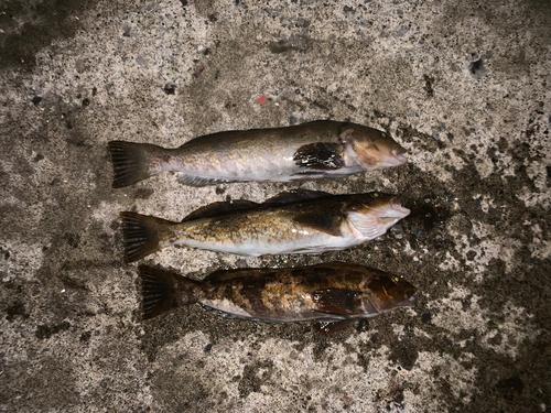 アイナメの釣果