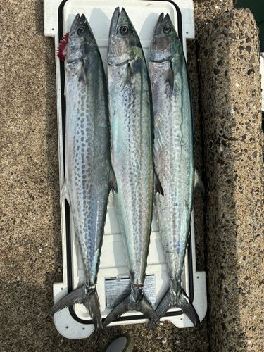 サワラの釣果