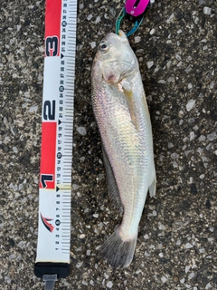 イシモチの釣果