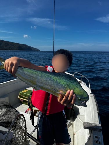 シイラの釣果