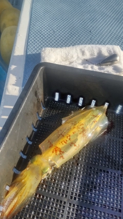 マルイカの釣果