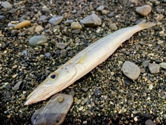 カマスの釣果
