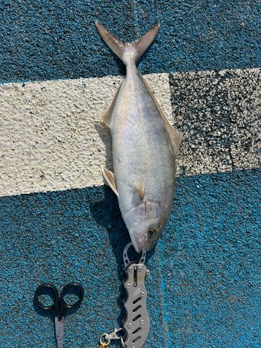 ショゴの釣果