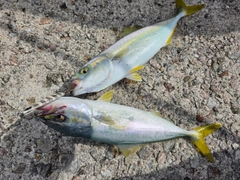 ツバスの釣果