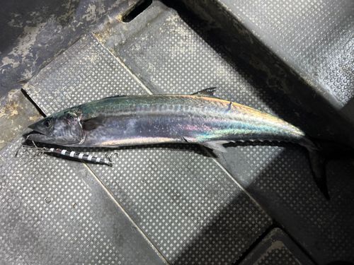 サワラの釣果