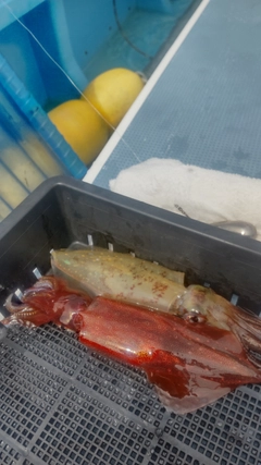 マルイカの釣果