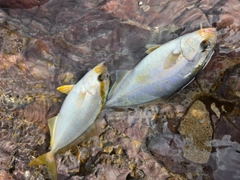 シオの釣果