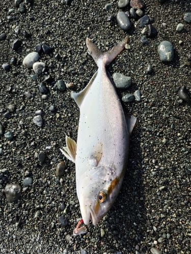 ショゴの釣果